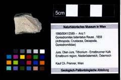 Foto (Objekt + Etikett) von Goniodromites bidentatus (Reuss, 1859)  (NHMW-GEO-1990-0041-2589)